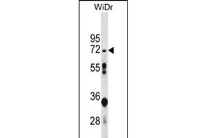 NT5C2 Antibody (N-term) (ABIN656169 and ABIN2845499) western blot analysis in WiDr cell line lysates (35 μg/lane). (NT5C2 anticorps  (N-Term))