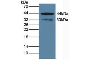 Detection of KLK1 in Human BXPC-3 Cells using Polyclonal Antibody to Kallikrein 1 (KLK1) (Kallikrein 1 anticorps  (AA 27-261))
