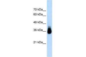 Western Blotting (WB) image for anti-Homeobox C9 (HOXC9) antibody (ABIN2461804) (HOXC9 anticorps)