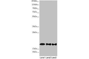 Western blot All lanes: NDUFB10 antibody at 2. (NDUFB1 anticorps  (AA 1-172))