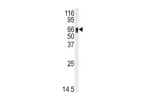 Western blot analysis of anti-AGT Antibody (N-term) (ABIN392327 and ABIN2841974) in HepG2 cell line lysates (35 μg/lane). (AGT anticorps  (N-Term))