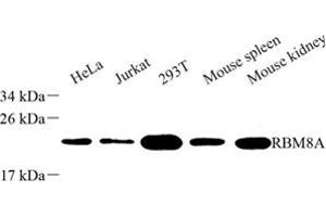 Western blot analysis of RBM8A (ABIN7075478) at dilution of 1: 500 (RBM8A anticorps)