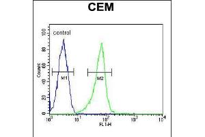 Flow cytometric analysis of CEM cells (right histogram) compared to a negative control cell (left histogram). (ITGB1BP3 anticorps  (AA 156-186))