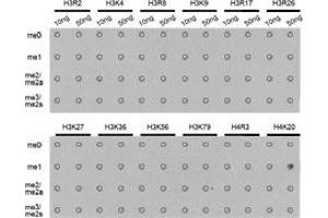 Dot-blot analysis of all sorts of methylation peptidesusing H4K20me1 antibody. (Histone anticorps)
