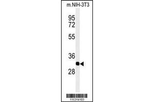 Western blot analysis of PHB2-Y128in mouse NIH-3T3 cell line lysates (35ug/lane)