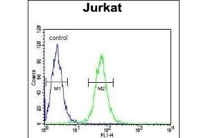 HVCN1 Antibody (N-term) (ABIN651233 and ABIN2840145) flow cytometric analysis of Jurkat cells (right histogram) compared to a negative control cell (left histogram).