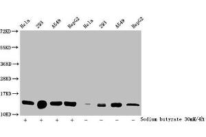 Western Blot Detected samples: Hela whole cell lysate, 293 whole cell lysate, A549 whole cell lysate, HepG2 whole cell lysate, Untreated (-) or treated (+) with 30 mM sodium butyrate for 4h All lanes: HIST1H2BC antibody at 1:100 Secondary Goat polyclonal to rabbit IgG at 1/50000 dilution Predicted band size: 14 kDa Observed band size: 14 kDa (Histone H2B anticorps  (acLys24))