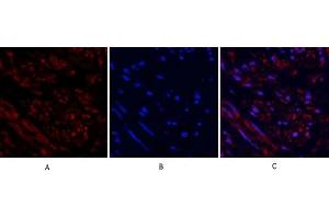 Immunofluorescence analysis of human uterus tissue. (TUBB anticorps  (AA 370-450))
