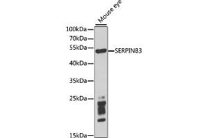 Western blot analysis of extracts of mouse eye, using SERPINB3 antibody (ABIN1876606) at 1:1000 dilution. (SERPINB3 anticorps)