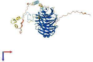 AlphaFold protein structure predicition of Mouse Recombinant Pwp1 Protein, UniprotID Q99LL5