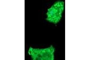 Image no. 3 for anti-Fetal and Adult Testis Expressed 1 (FATE1) antibody (ABIN1498223) (FATE1 anticorps)