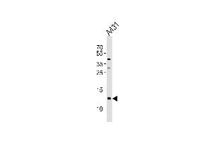 Western blot analysis of lysate from A431 cell line, using SPRR2A Antibody (C-term) (ABIN654715 and ABIN2844404).