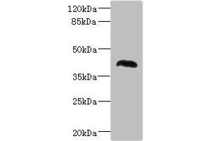 Western blot All lanes: NHLRC1 antibody at 1. (NHLRC1 anticorps  (AA 1-280))