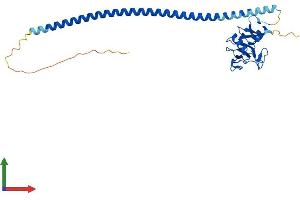 AlphaFold protein structure predicition of Human Recombinant ASGR1 Protein, UniprotID P07306