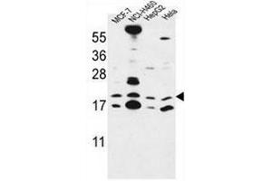 CNPY2 Antibody (C-term) western blot analysis in MCF-7,NCI-H460,HepG2,Hela cell line lysates (35µg/lane). (CNPY2/MSAP anticorps  (C-Term))