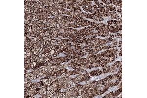 Immunohistochemical staining of human adrenal gland with IGSF9 polyclonal antibody  shows strong cytoplasmic positivity in cortical cells. (IGSF9 anticorps)