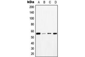 Western blot analysis of TAU (pT534) expression in HeLa (A), COLO205 (B), NIH3T3 (C), H9C2 (D) whole cell lysates. (tau anticorps  (pSer534))
