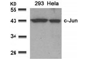 Image no. 1 for anti-Jun Proto-Oncogene (JUN) (AA 89-93) antibody (ABIN197128) (C-JUN anticorps  (AA 89-93))