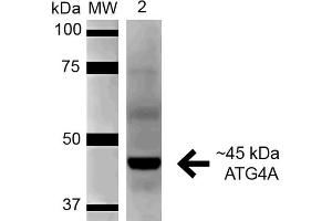 Western blot analysis of Rat Pancreas cell lysates showing detection of 45. (ATG4A anticorps  (AA 102-113) (FITC))