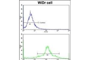 Flow cytometric analysis of widr cells using PDIA3 Antibody (Center)(bottom histogram) compared to a negative control cell (top histogram)FITC-conjugated goat-anti-rabbit secondary antibodies were used for the analysis. (PDIA3 anticorps  (AA 192-220))