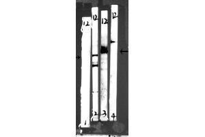 Western blot analysis of extracts from p-peptide blocked, Mouse brain tissue, mouse brain tissue,Rat brain tissue and NIH-3T3 cells, using Phospho-PI3-kinase p85 alpha (Tyr607) Antibody(af3241) at 1/1000 dilution.
