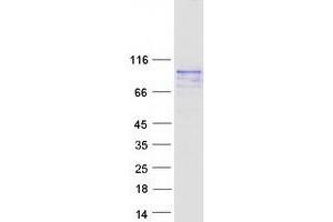Validation with Western Blot (C19ORF44 Protein (Myc-DYKDDDDK Tag))
