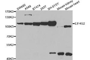 Western blot analysis of extracts of various cell lines, using EIF4G2 antibody. (EIF4G2 anticorps)