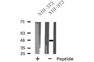 Western blot analysis of extracts from NIH-3T3 cells, using NPY1R antibody. (NPY1R anticorps  (Internal Region))
