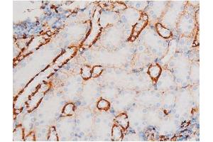 ABIN6267528 at 1/200 staining Mouse kidney tissue sections by IHC-P. (SAPK, JNK (pThr183) anticorps)
