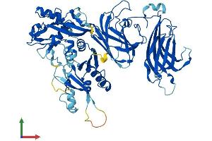 AlphaFold protein structure predicition of Mouse Recombinant Capn6 Protein, UniprotID O35646