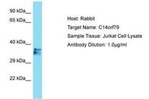 Image no. 1 for anti-Chromosome 14 Open Reading Frame 79 (C14ORF79) (AA 64-113) antibody (ABIN6750751) (C14ORF79 anticorps  (AA 64-113))