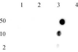 Histone H4R3me2a (asymmetric) antibody (pAb)tested by dot blot analysis. (Histone H4 anticorps  (2meArg3 (asymetric)))