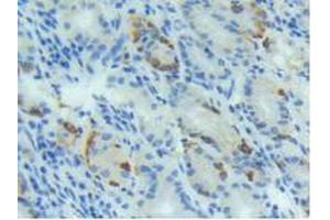 IHC-P analysis of Human Stomach Tissue, with DAB staining. (BMP4 anticorps  (AA 293-408))