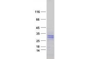Validation with Western Blot (SIT1 Protein (Myc-DYKDDDDK Tag))
