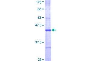 Image no. 1 for Apolipoprotein B mRNA Editing Enzyme, Catalytic Polypeptide 1 (APOBEC1) (AA 137-236) protein (GST tag) (ABIN1345342)
