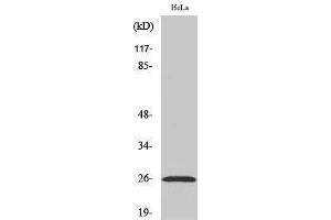 Western Blotting (WB) image for anti-Ephrin A5 (EFNA5) (Internal Region) antibody (ABIN3184516) (Ephrin A5 anticorps  (Internal Region))