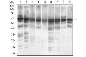 Western blot analysis using EIF2A mouse mAb against MCF-7 (1), PC-12 (2), HepG2 (3), Hela (4), Cos7 (5), K562 (6), Jurkat (7), A431 (8) and NIH/3T3 (9) cell lysate.