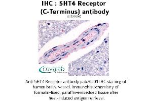 Image no. 1 for anti-Serotonin Receptor 4 (HTR4) (C-Term) antibody (ABIN1731375)