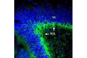 Expression of ASCT1 in rat hippocampus - Immunohistochemical staining of perfusion-fixed frozen rat brain sections with Anti-ASCT1 (SLC1A4) Antibody (ABIN7043665, ABIN7044821 and ABIN7044822), (1:300), followed by goat-anti-rabbit-AlexaFluor-488.