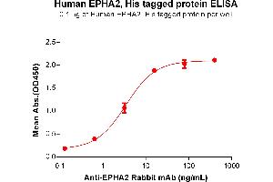 ELISA plate pre-coated by 1 μg/mL (100 μL/well) Human E protein, His Tag (ABIN6964101, ABIN7042457 and ABIN7042458) can bind Anti-E Rabbit mAb in a linear range of 0.