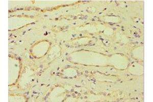 Immunohistochemistry of paraffin-embedded human kidney tissue using ABIN7144870 at dilution of 1:100
