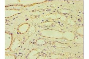 Immunohistochemistry of paraffin-embedded human kidney tissue using ABIN7144870 at dilution of 1:100 (ATP5J anticorps  (AA 1-108))