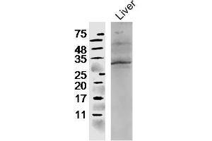 Mouse liver lysates probed with Rabbit Anti-CCL4 Polyclonal Antibody, Unconjugated  at 1:300 in 4˚C overnight.