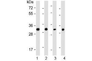 Western blot testing of human 1) SW480, 2) PANC-1, 3) MCF7 and 4) HeLa cell lysate with OR7C2 antibody at 1:1000. (OR7C2 anticorps  (AA 286-319))