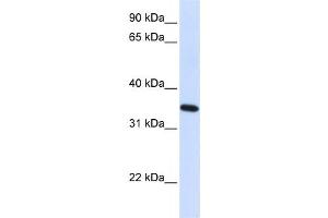 Western Blotting (WB) image for anti-Reticulon 1 (RTN1) antibody (ABIN2459312) (Reticulon 1 anticorps)