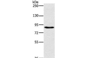 Western Blot analysis of 231 cell using PLEKHG6 Polyclonal Antibody at dilution of 1:800 (PLEKHG6 anticorps)