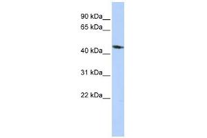 KCNJ1 antibody used at 1 ug/ml to detect target protein. (KCNJ1 anticorps  (Middle Region))