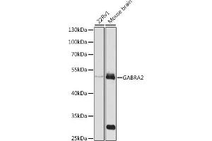 Western blot analysis of extracts of various cell lines, using G antibody (ABIN3022575, ABIN3022576, ABIN3022577 and ABIN6218914) at 1:1000 dilution. (GABRA2 anticorps  (AA 300-400))