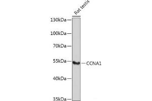 Western blot analysis of extracts of Rat testis using CCNA1 Polyclonal Antibody at dilution of 1:1000. (Cyclin A1 anticorps)