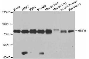 Western blot analysis of extracts of various cell lines, using MMP9 antibody.